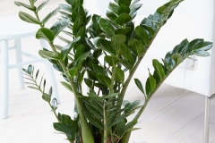 camlicapeyzaj-icmekan-bitkileri-15