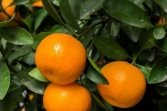 mandalina-fidani-citrus-reticulata-bodur-6070-cm-saksida-47602